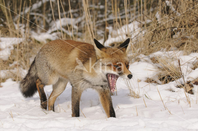 Vos (Vulpes vulpes)