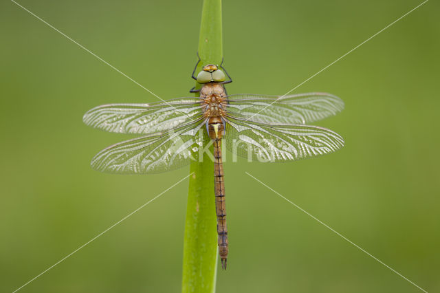 Northern Hawker (Aeshna isosceles)