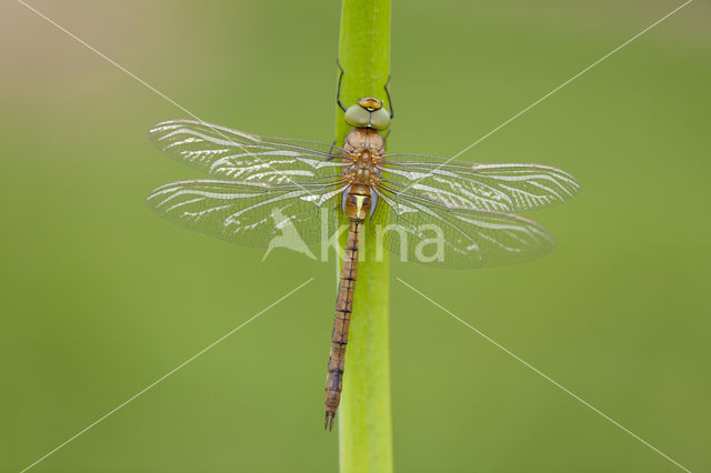 Northern Hawker (Aeshna isosceles)