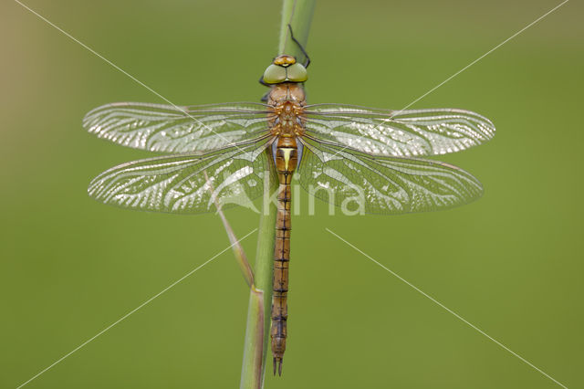 Northern Hawker (Aeshna isosceles)