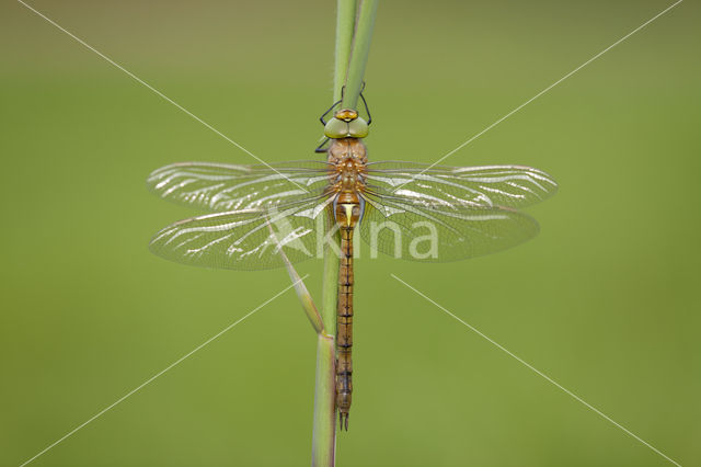Northern Hawker (Aeshna isosceles)