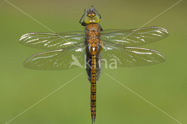 Northern Hawker (Aeshna isosceles)
