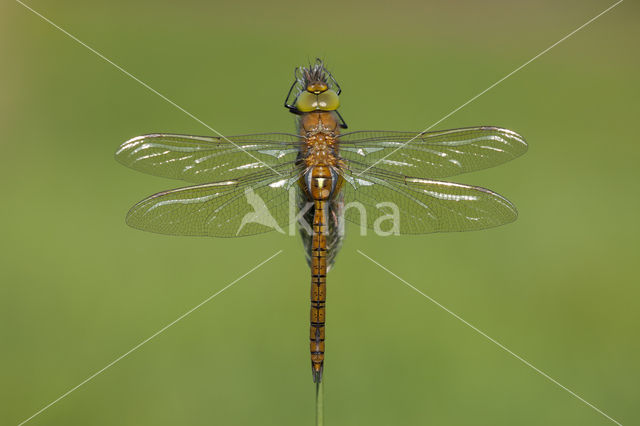 Northern Hawker (Aeshna isosceles)
