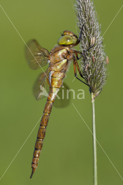 Northern Hawker (Aeshna isosceles)