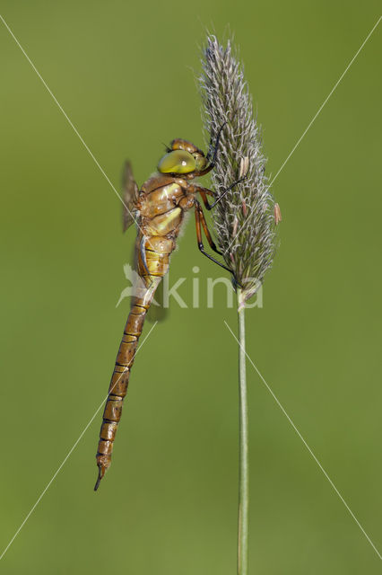 Northern Hawker (Aeshna isosceles)