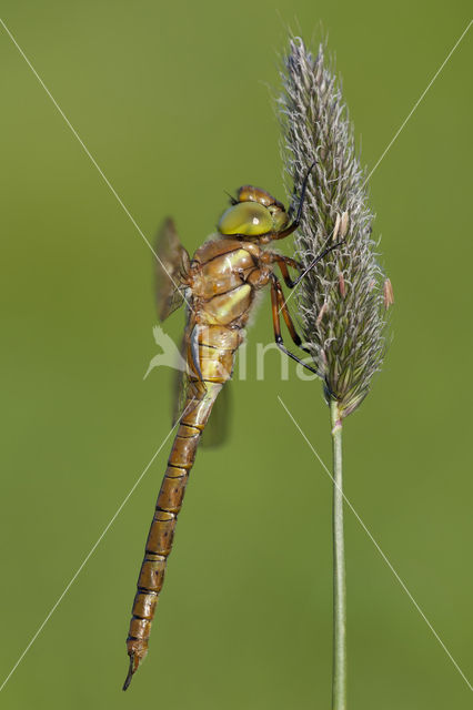 Northern Hawker (Aeshna isosceles)