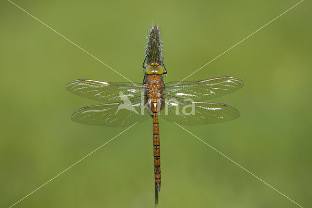 Northern Hawker (Aeshna isosceles)