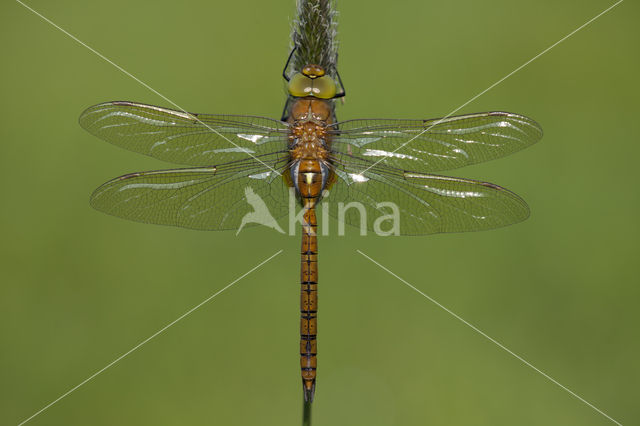 Northern Hawker (Aeshna isosceles)