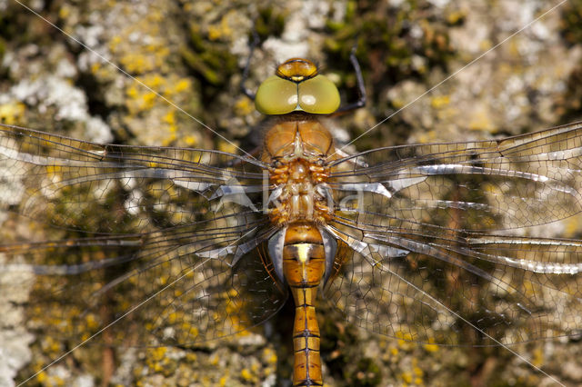 Northern Hawker (Aeshna isosceles)
