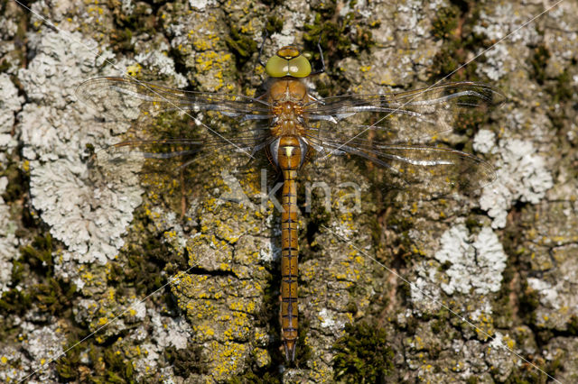Northern Hawker (Aeshna isosceles)