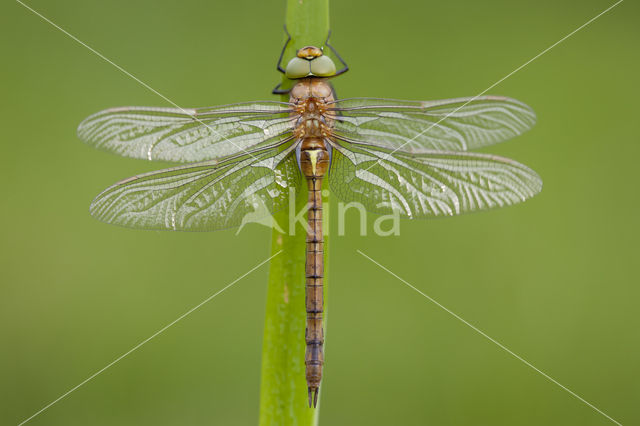 Northern Hawker (Aeshna isoceles)