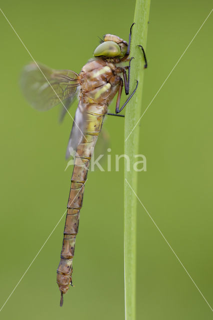 Northern Hawker (Aeshna isoceles)
