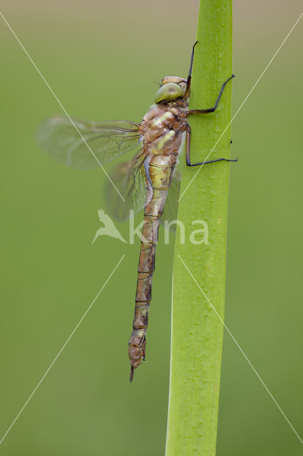 Northern Hawker (Aeshna isoceles)