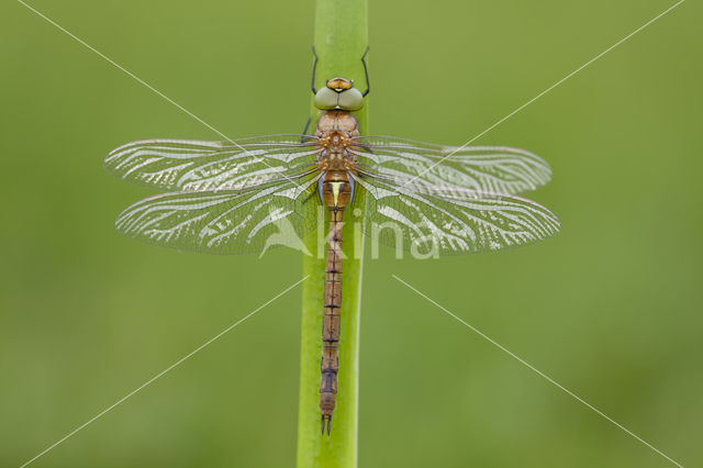 Northern Hawker (Aeshna isoceles)