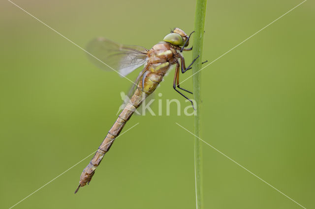 Northern Hawker (Aeshna isoceles)