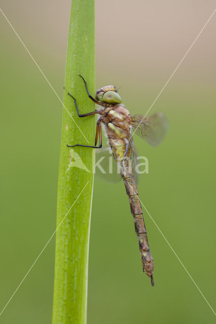 Northern Hawker (Aeshna isoceles)