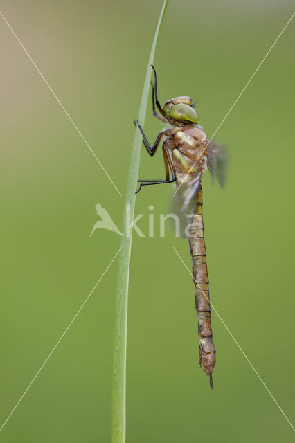 Northern Hawker (Aeshna isoceles)