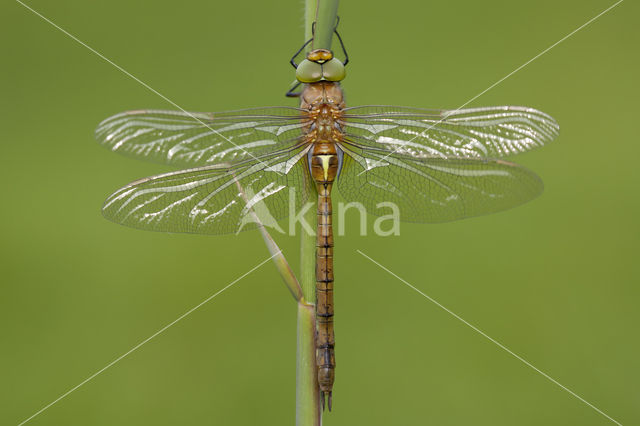 Northern Hawker (Aeshna isoceles)