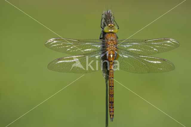 Northern Hawker (Aeshna isoceles)