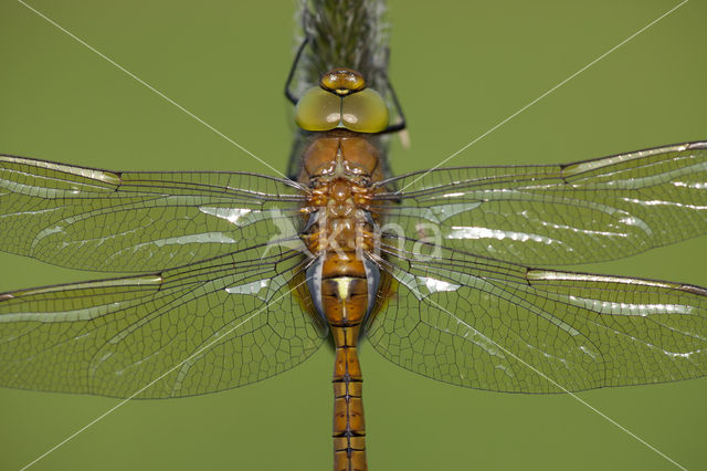 Northern Hawker (Aeshna isoceles)