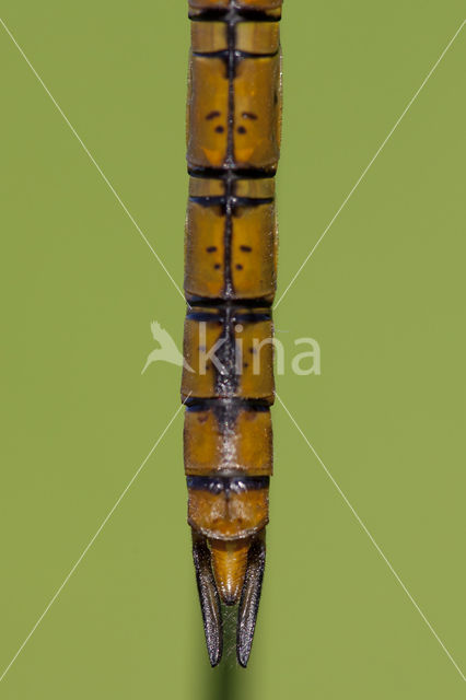 Vroege glazenmaker (Aeshna isoceles)