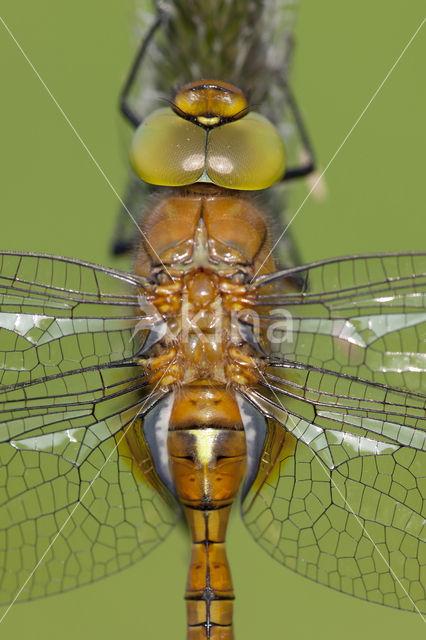 Northern Hawker (Aeshna isoceles)