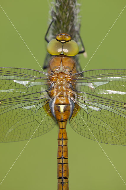Northern Hawker (Aeshna isoceles)