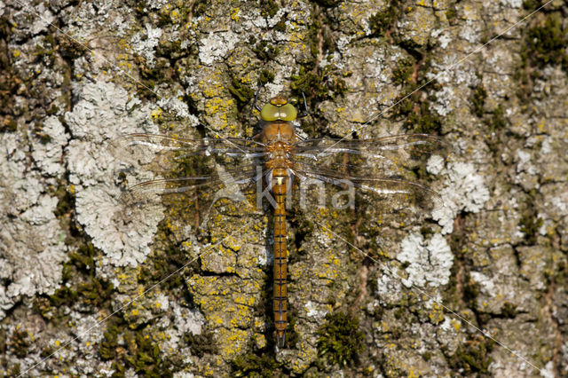 Northern Hawker (Aeshna isoceles)