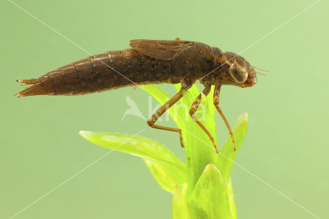 Northern Hawker (Aeshna isoceles)