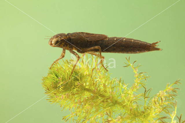 Northern Hawker (Aeshna isoceles)