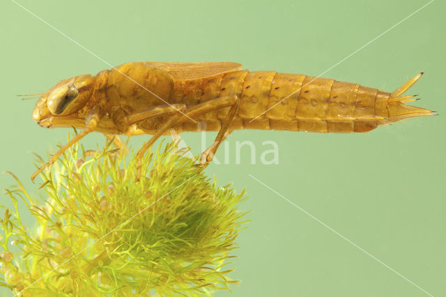 Northern Hawker (Aeshna isoceles)