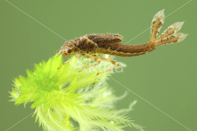 Large Red Damselfly (Pyrrhosoma nymphula)