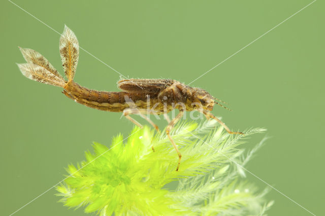 Large Red Damselfly (Pyrrhosoma nymphula)