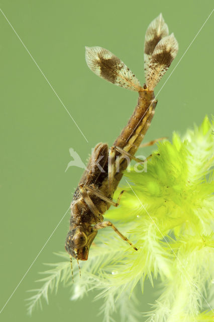 Vuurjuffer (Pyrrhosoma nymphula)