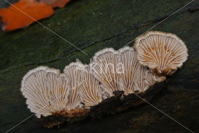 Common Porecrust (Schizophyllum commune)