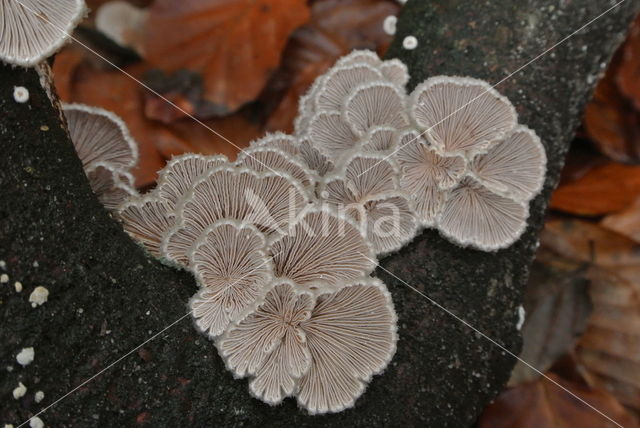 Common Porecrust (Schizophyllum commune)