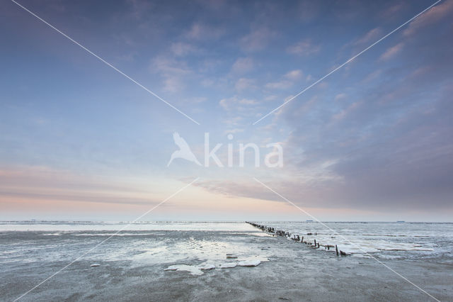 Waddensea