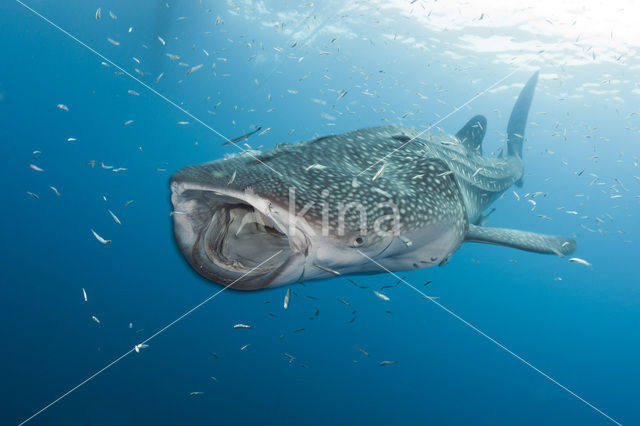 Whale shark (Rhincodon typus)