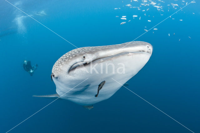 Whale shark (Rhincodon typus)