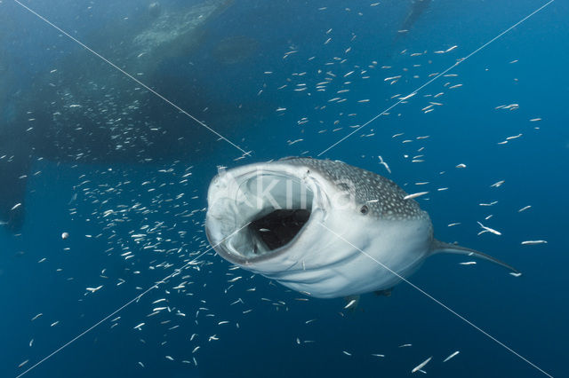 Whale shark (Rhincodon typus)