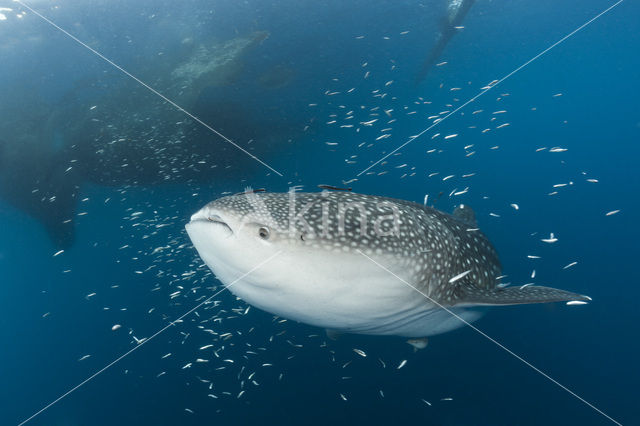 Whale shark (Rhincodon typus)