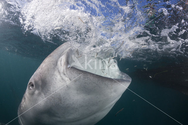 Whale shark (Rhincodon typus)