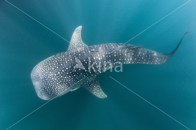 Whale shark (Rhincodon typus)