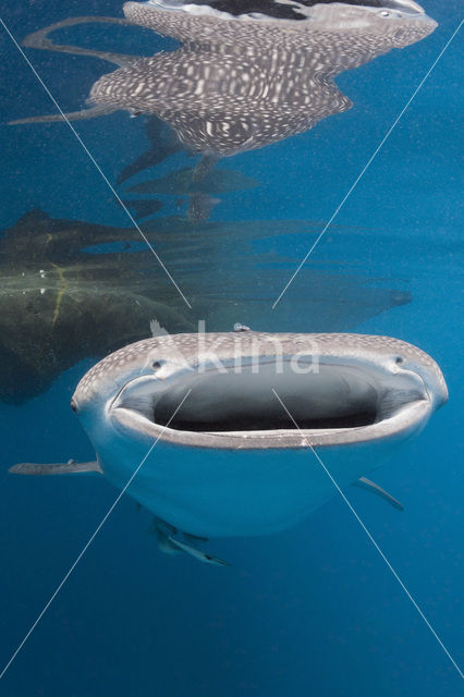 Whale shark (Rhincodon typus)