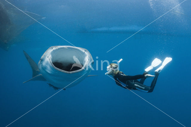 Whale shark (Rhincodon typus)