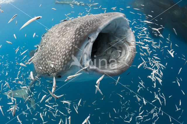 Whale shark (Rhincodon typus)