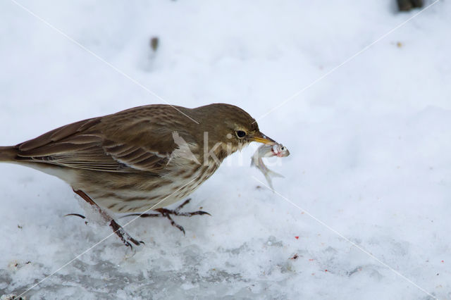 Waterpieper (Anthus spinoletta)