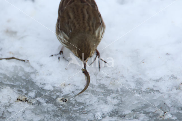 Waterpieper (Anthus spinoletta)