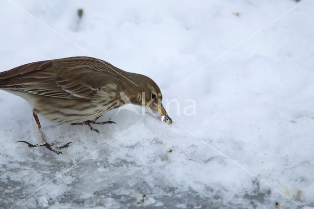 Waterpieper (Anthus spinoletta)