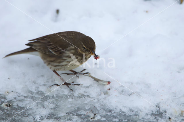 Waterpieper (Anthus spinoletta)